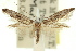  ( - 11ANIC-13690)  @11 [ ] CreativeCommons - Attribution (2011) ANIC/CBG Photography Group Centre for Biodiversity Genomics