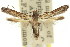  ( - 11ANIC-13696)  @11 [ ] CreativeCommons - Attribution (2011) ANIC/CBG Photography Group Centre for Biodiversity Genomics