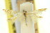  (Persicoptila hesperis - 11ANIC-13710)  @11 [ ] CreativeCommons - Attribution (2011) ANIC/CBG Photography Group Centre for Biodiversity Genomics