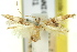  ( - 11ANIC-13719)  @11 [ ] CreativeCommons - Attribution (2011) ANIC/CBG Photography Group Centre for Biodiversity Genomics
