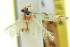  (Persicoptila tritozona - 11ANIC-13720)  @11 [ ] CreativeCommons - Attribution (2011) ANIC/CBG Photography Group Centre for Biodiversity Genomics