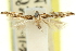  ( - 11ANIC-13777)  @11 [ ] CreativeCommons - Attribution (2011) ANIC/CBG Photography Group Centre for Biodiversity Genomics