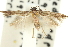  ( - 11ANIC-13783)  @14 [ ] CreativeCommons - Attribution (2011) ANIC/CBG Photography Group Centre for Biodiversity Genomics