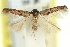 (Cholotis exodroma - 11ANIC-13788)  @11 [ ] CreativeCommons - Attribution (2011) ANIC/CBG Photography Group Centre for Biodiversity Genomics
