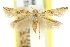  ( - 11ANIC-13793)  @11 [ ] CreativeCommons - Attribution (2011) ANIC/CBG Photography Group Centre for Biodiversity Genomics