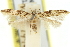  ( - 11ANIC-13816)  @11 [ ] CreativeCommons - Attribution (2011) ANIC/CBG Photography Group Centre for Biodiversity Genomics