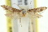  ( - 11ANIC-13826)  @11 [ ] CreativeCommons - Attribution (2011) ANIC/CBG Photography Group Centre for Biodiversity Genomics