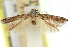  (Leptozestis crassipalpis - 11ANIC-13828)  @11 [ ] CreativeCommons - Attribution (2011) ANIC/CBG Photography Group Centre for Biodiversity Genomics