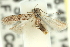  ( - 11ANIC-14016)  @11 [ ] CreativeCommons - Attribution (2011) ANIC/CBG Photography Group Centre for Biodiversity Genomics