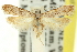  ( - 11ANIC-14042)  @13 [ ] CreativeCommons - Attribution (2011) ANIC/CBG Photography Group Centre for Biodiversity Genomics