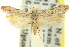  ( - 11ANIC-14043)  @13 [ ] CreativeCommons - Attribution (2011) ANIC/CBG Photography Group Centre for Biodiversity Genomics