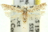  ( - 11ANIC-14047)  @11 [ ] CreativeCommons - Attribution (2011) ANIC/CBG Photography Group Centre for Biodiversity Genomics