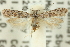  ( - 11ANIC-14053)  @11 [ ] CreativeCommons - Attribution (2011) ANIC/CBG Photography Group Centre for Biodiversity Genomics