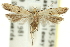  ( - 11ANIC-14056)  @11 [ ] CreativeCommons - Attribution (2011) ANIC/CBG Photography Group Centre for Biodiversity Genomics