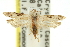  ( - 11ANIC-14082)  @11 [ ] CreativeCommons - Attribution (2011) ANIC/CBG Photography Group Centre for Biodiversity Genomics