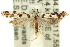  ( - 11ANIC-14320)  @13 [ ] CreativeCommons - Attribution (2011) ANIC/CBG Photography Group Centre for Biodiversity Genomics