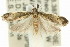  (Ephelictis sp. ANIC1 - 11ANIC-14361)  @14 [ ] CreativeCommons - Attribution (2011) ANIC/CBG Photography Group Centre for Biodiversity Genomics