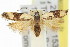  ( - 11ANIC-14368)  @13 [ ] CreativeCommons - Attribution (2011) ANIC/CBG Photography Group Centre for Biodiversity Genomics