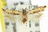  (Ardozyga sp. ANIC31 - 11ANIC-14567)  @11 [ ] CreativeCommons - Attribution (2011) ANIC/CBG Photography Group Centre for Biodiversity Genomics