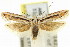  ( - 11ANIC-14576)  @16 [ ] CreativeCommons - Attribution (2011) ANIC/CBG Photography Group Centre for Biodiversity Genomics