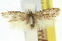  ( - 11ANIC-14749)  @11 [ ] CreativeCommons - Attribution (2011) ANIC/CBG Photography Group Centre for Biodiversity Genomics