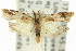  ( - 11ANIC-14776)  @11 [ ] CreativeCommons - Attribution (2011) ANIC/CBG Photography Group Centre for Biodiversity Genomics