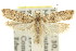  ( - 11ANIC-15011)  @11 [ ] CreativeCommons - Attribution (2011) ANIC/CBG Photography Group Centre for Biodiversity Genomics