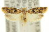  (Hemiarcha - 11ANIC-15038)  @15 [ ] CreativeCommons - Attribution (2011) ANIC/CBG Photography Group Centre for Biodiversity Genomics