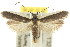  (Sphaleractis parasticta - 11ANIC-15057)  @15 [ ] CreativeCommons - Attribution (2011) ANIC/CBG Photography Group Centre for Biodiversity Genomics