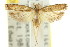  ( - 11ANIC-15071)  @11 [ ] CreativeCommons - Attribution (2011) ANIC/CBG Photography Group Centre for Biodiversity Genomics