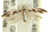  ( - 11ANIC-15083)  @12 [ ] CreativeCommons - Attribution (2011) ANIC/CBG Photography Group Centre for Biodiversity Genomics