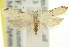  ( - 11ANIC-15085)  @13 [ ] CreativeCommons - Attribution (2011) ANIC/CBG Photography Group Centre for Biodiversity Genomics