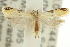  (Epimimastis catopta - 11ANIC-15087)  @14 [ ] CreativeCommons - Attribution (2011) ANIC/CBG Photography Group Centre for Biodiversity Genomics