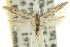  ( - 11ANIC-15202)  @14 [ ] CreativeCommons - Attribution (2011) ANIC/CBG Photography Group Centre for Biodiversity Genomics