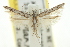  ( - 11ANIC-15204)  @11 [ ] CreativeCommons - Attribution (2011) ANIC/CBG Photography Group Centre for Biodiversity Genomics