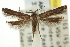  ( - 11ANIC-15232)  @13 [ ] CreativeCommons - Attribution (2011) ANIC/CBG Photography Group Centre for Biodiversity Genomics