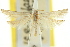  ( - 11ANIC-15238)  @11 [ ] CreativeCommons - Attribution (2011) ANIC/CBG Photography Group Centre for Biodiversity Genomics