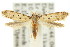  ( - 11ANIC-15285)  @11 [ ] CreativeCommons - Attribution (2011) ANIC/CBG Photography Group Centre for Biodiversity Genomics