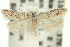  (Psoricoptera1 - 11ANIC-15317)  @11 [ ] CreativeCommons - Attribution (2011) ANIC/CBG Photography Group Centre for Biodiversity Genomics