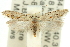  ( - 11ANIC-15319)  @11 [ ] CreativeCommons - Attribution (2011) ANIC/CBG Photography Group Centre for Biodiversity Genomics