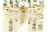  ( - 11ANIC-15326)  @11 [ ] CreativeCommons - Attribution (2011) ANIC/CBG Photography Group Centre for Biodiversity Genomics