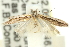  ( - 11ANIC-15385)  @13 [ ] CreativeCommons - Attribution (2011) ANIC/CBG Photography Group Centre for Biodiversity Genomics