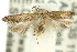  ( - 11ANIC-15391)  @11 [ ] CreativeCommons - Attribution (2011) ANIC/CBG Photography Group Centre for Biodiversity Genomics