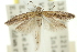  ( - 11ANIC-15392)  @13 [ ] CreativeCommons - Attribution (2011) ANIC/CBG Photography Group Centre for Biodiversity Genomics