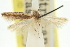  ( - 11ANIC-15416)  @11 [ ] CreativeCommons - Attribution (2011) ANIC/CBG Photography Group Centre for Biodiversity Genomics