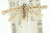  ( - 11ANIC-15430)  @11 [ ] CreativeCommons - Attribution (2011) ANIC/CBG Photography Group Centre for Biodiversity Genomics