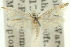  (Epiphthora leucomichla - 11ANIC-15621)  @11 [ ] CreativeCommons - Attribution (2011) ANIC/CBG Photography Group Centre for Biodiversity Genomics