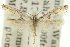  ( - 11ANIC-15623)  @11 [ ] CreativeCommons - Attribution (2011) ANIC/CBG Photography Group Centre for Biodiversity Genomics