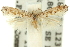  ( - 11ANIC-15671)  @11 [ ] CreativeCommons - Attribution (2011) ANIC/CBG Photography Group Centre for Biodiversity Genomics