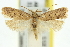  (Anaptilora - 11ANIC-15688)  @15 [ ] CreativeCommons - Attribution (2011) ANIC/CBG Photography Group Centre for Biodiversity Genomics